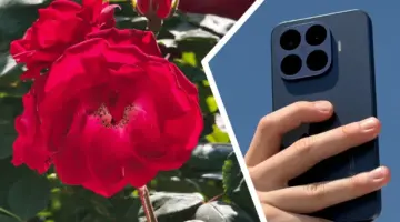 “لا شيء في هذه الفئة يمكن مقارنته”: يُطلق على هاتف Xiaomi 17T Pro لقب “بطل التقريب”، ولكن كيف يعمل التكبير/التصغير 5x في الواقع؟ لمعرفة ذلك، التقطت أكثر من 500 صورة